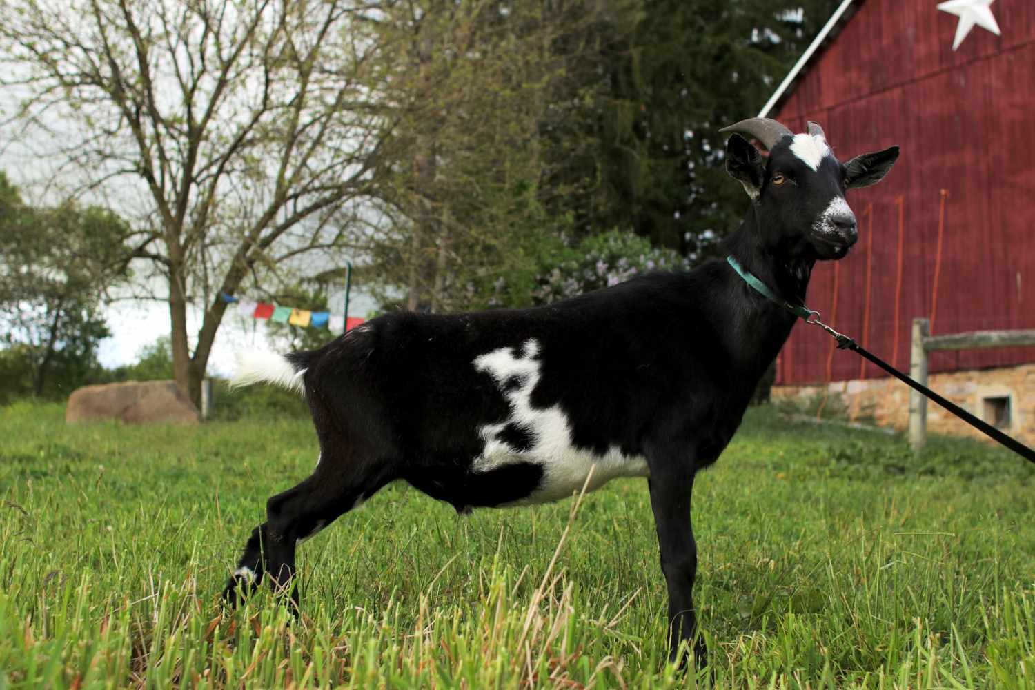 How to Raise Goats on Your Small Farm