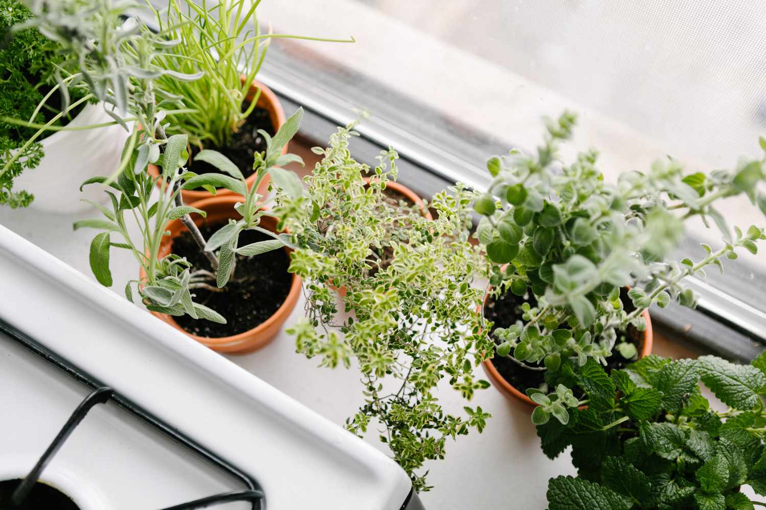 10 Best Herbs to Grow Indoors