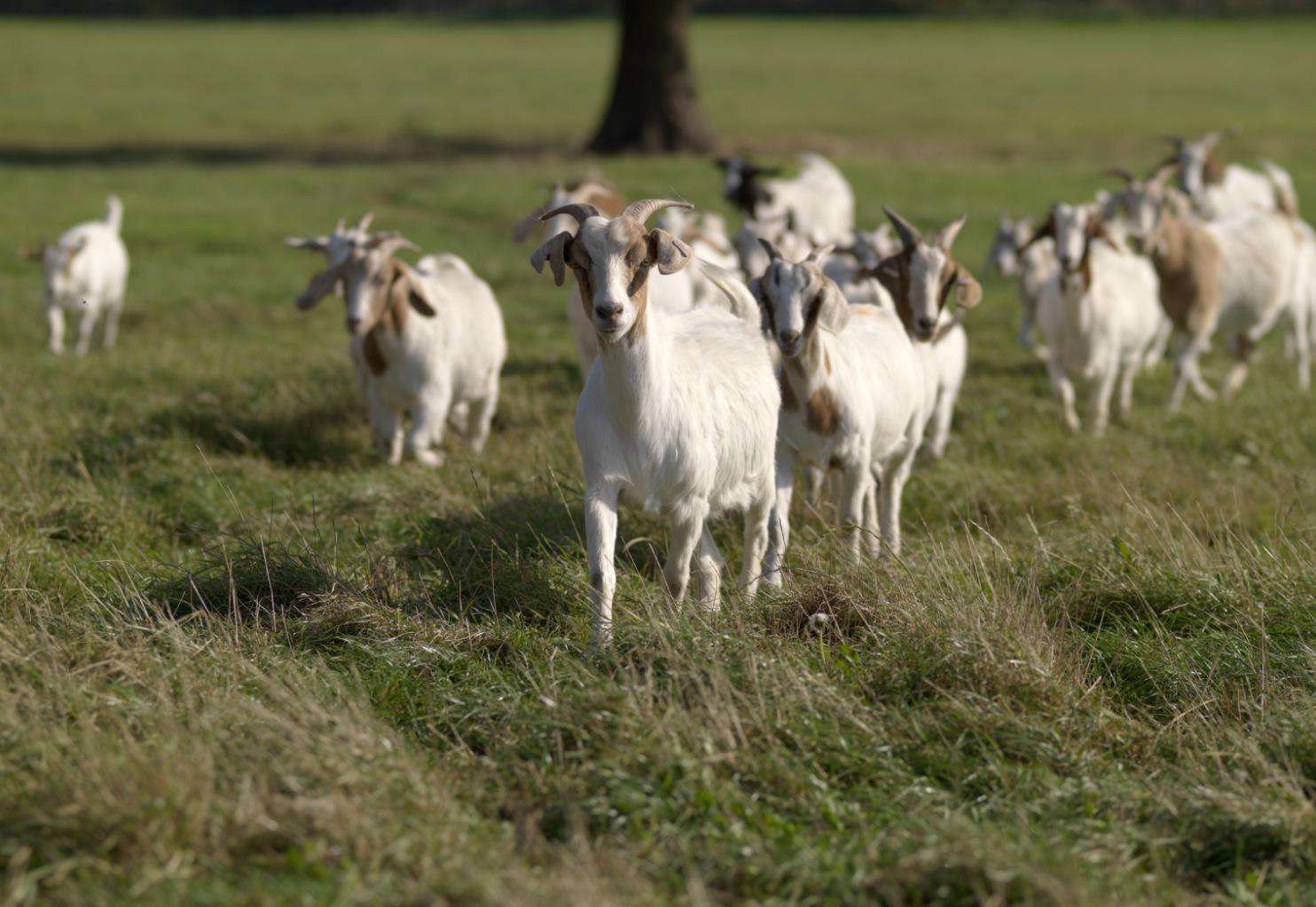 How to House and Fence Goats