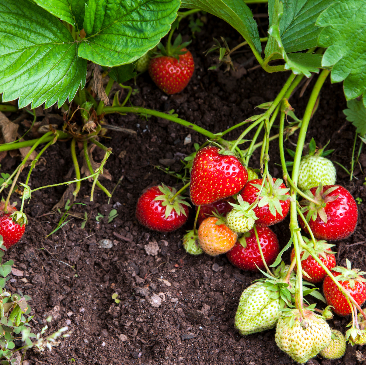 Natural Pest Control for the Berry Patch – Mother Earth News