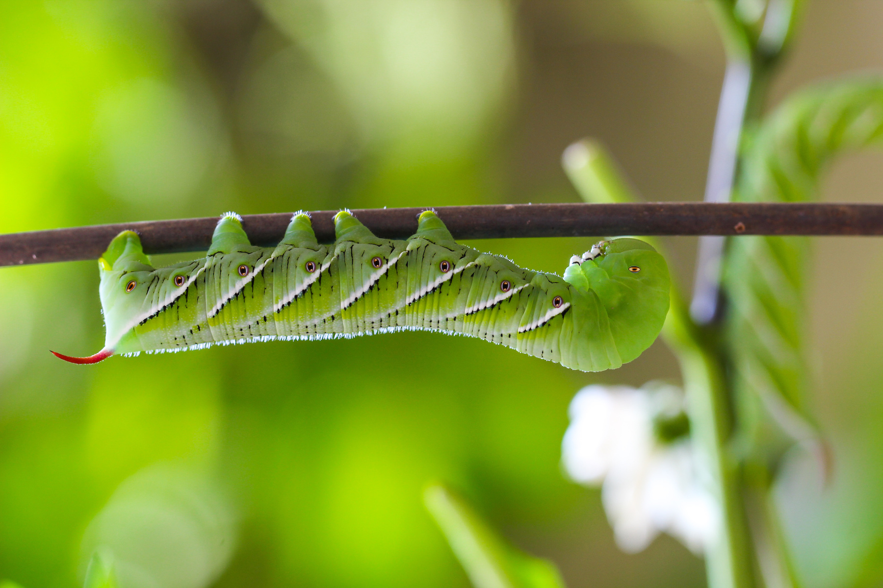 Best Organic Pest Control – Mother Earth News