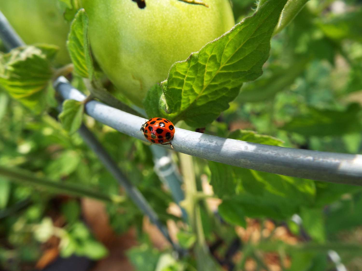 Why You Shouldn’t Buy Ladybugs for Pest Control