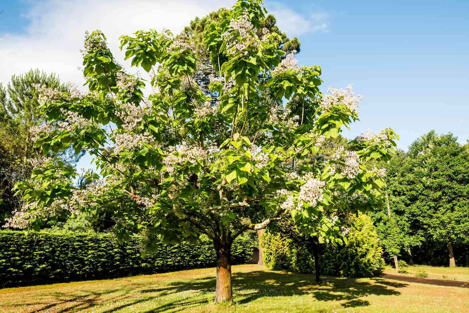 What to Know About Catalpa Trees and Their Worms