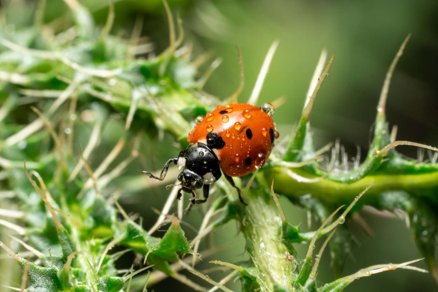 9 Surprising Facts About Ladybugs