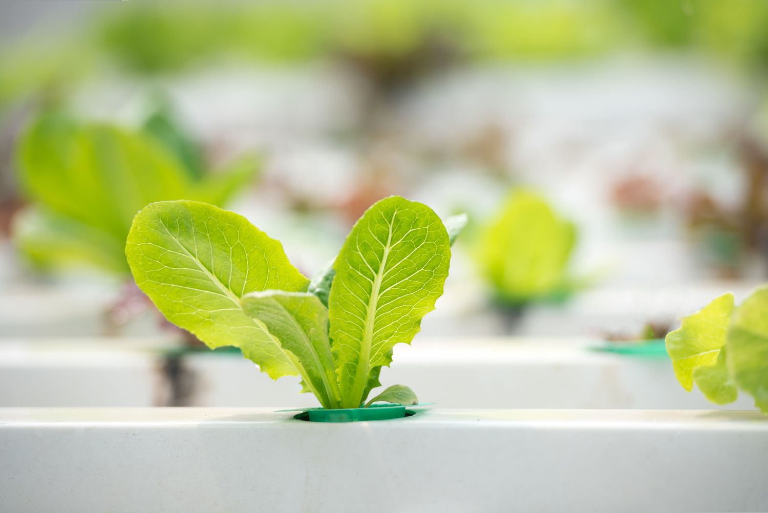 How to Grow Hydroponic Lettuce: Plant Care Tips