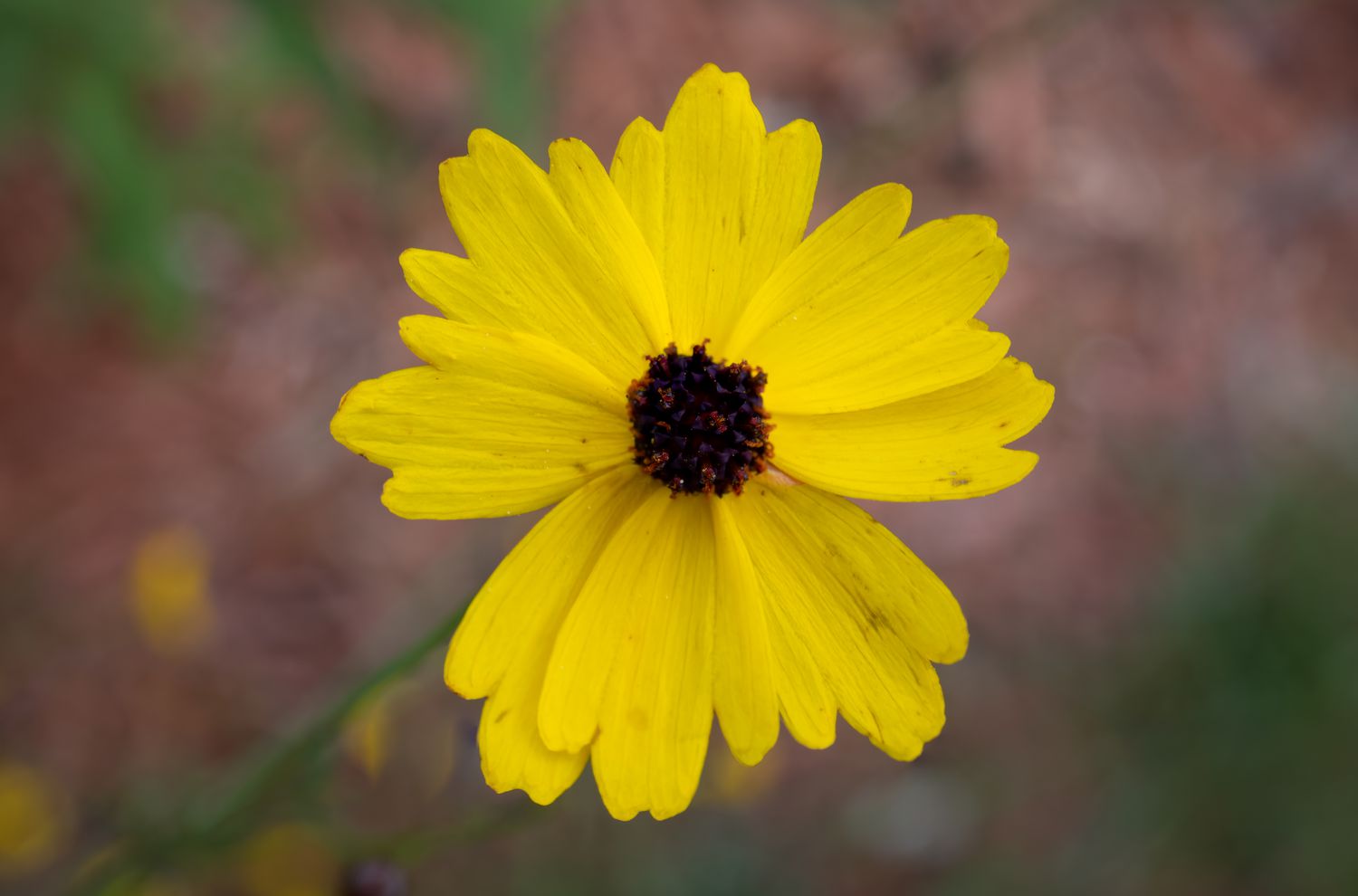 20 Native Florida Plants That Thrive in Humidity