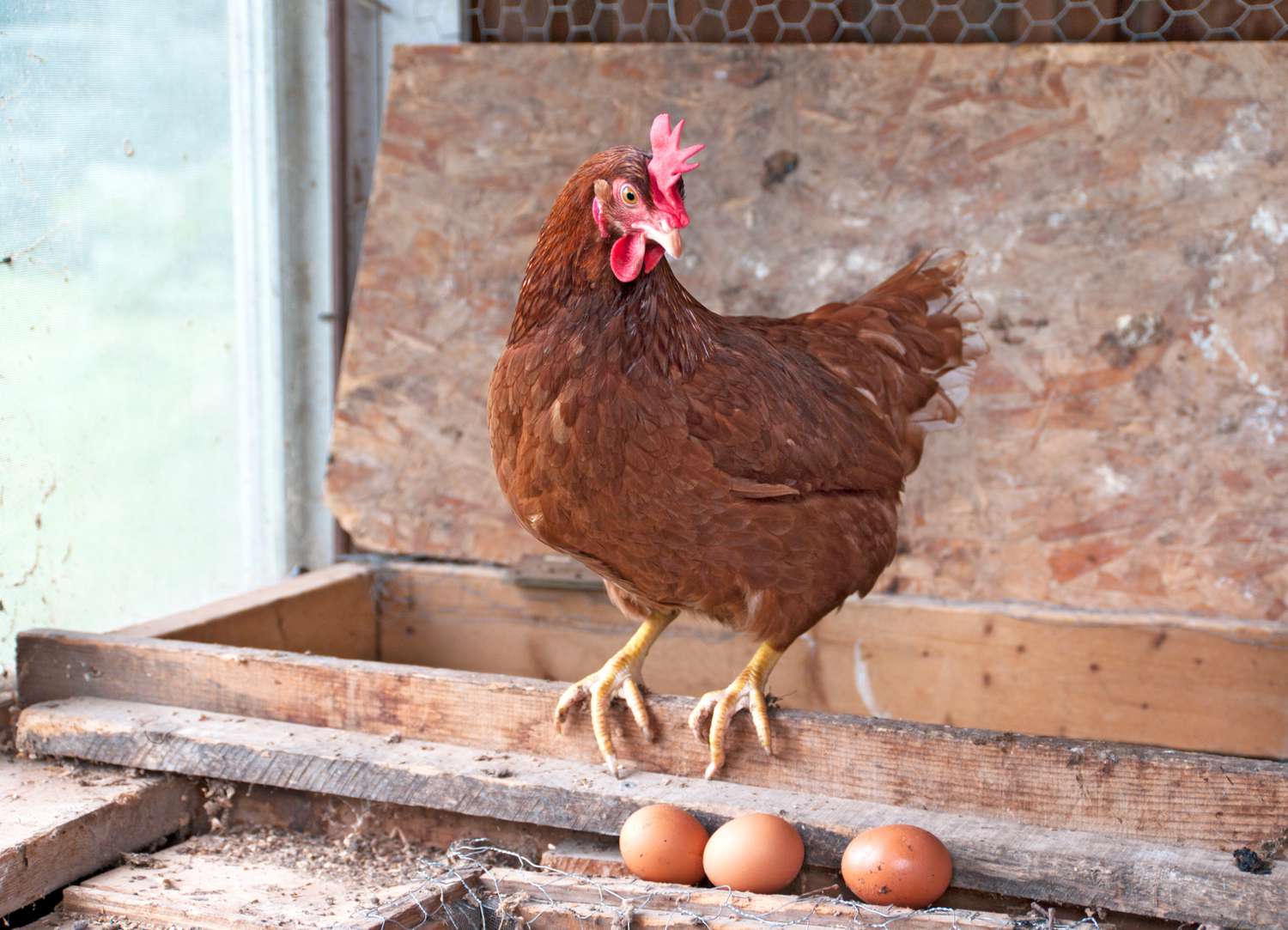 5 Questions to Ask Before You Bring Chickens Home