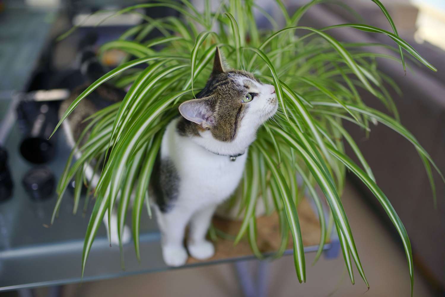 15 Pet-Friendly Houseplants to Adopt Into Your Home