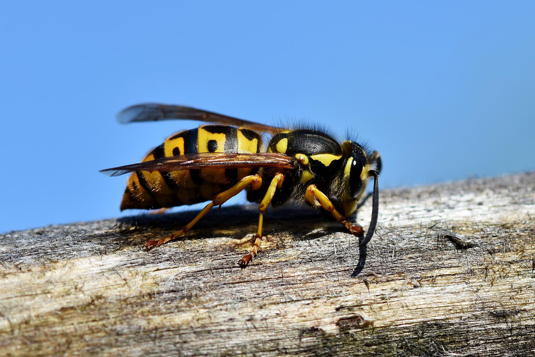 Yellow Jackets: Good or Bad for the Garden?
                                        
                                                                                                                                    John Stuart