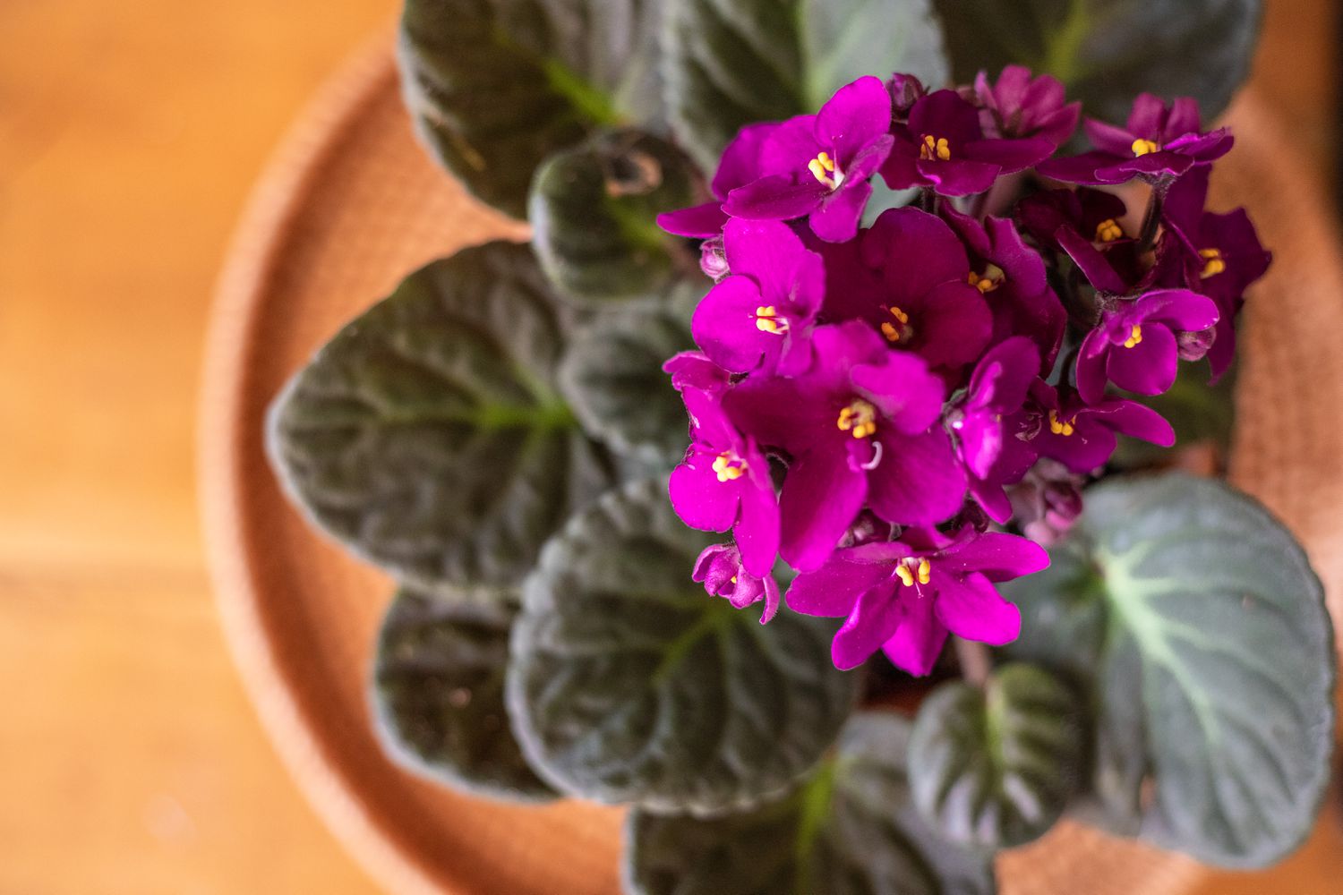 10 of the Most Beautiful Indoor Flowering Plants