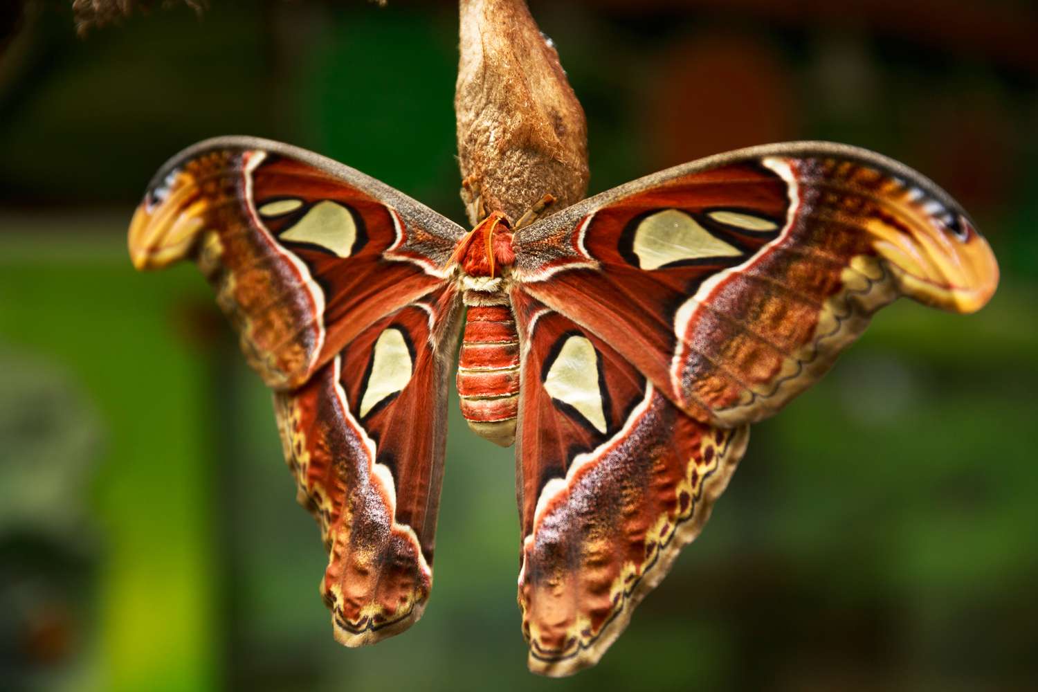 20 Moth Species More Beautiful Than Butterflies