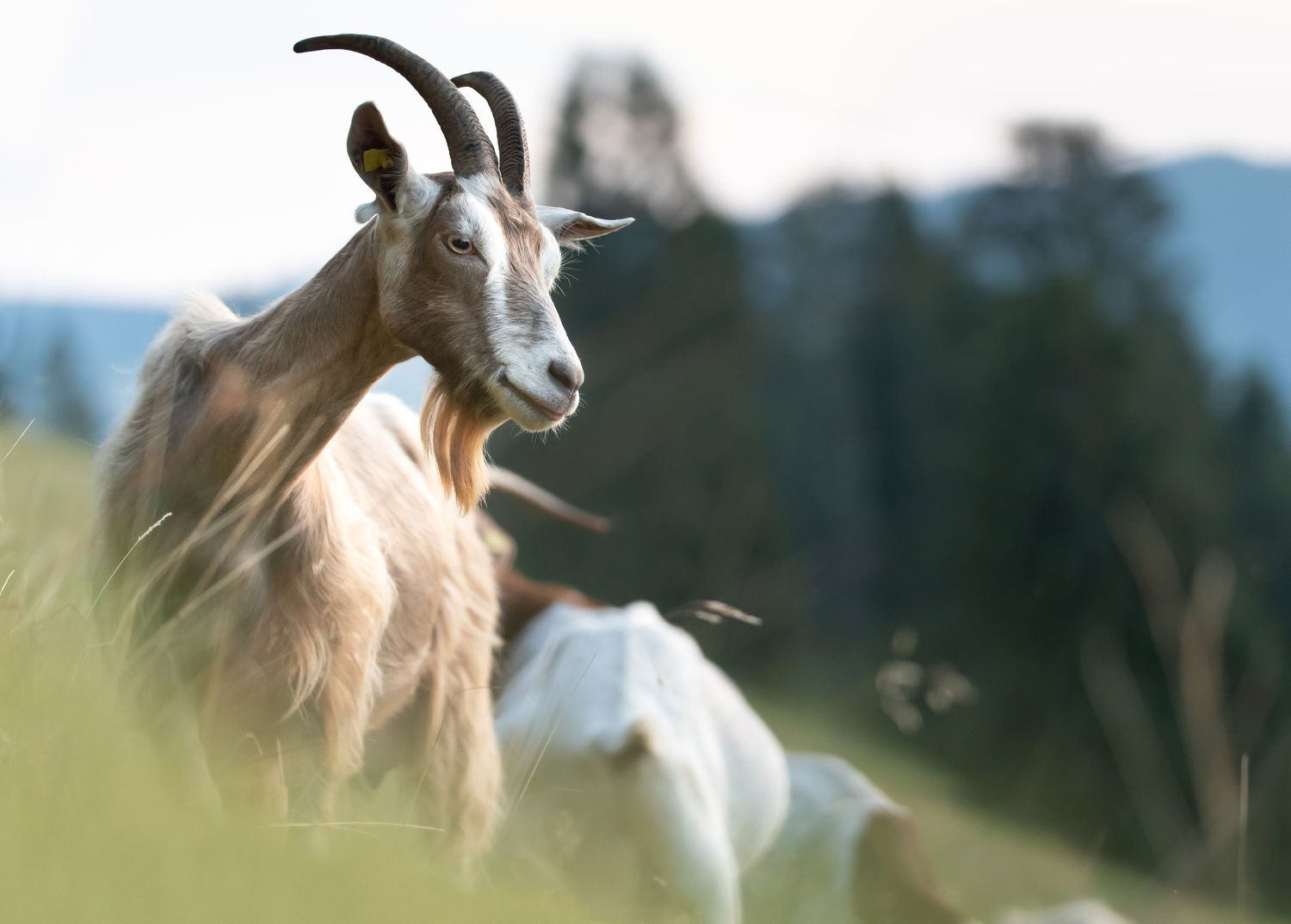 The Benefits of Raising Goats on a Small Farm