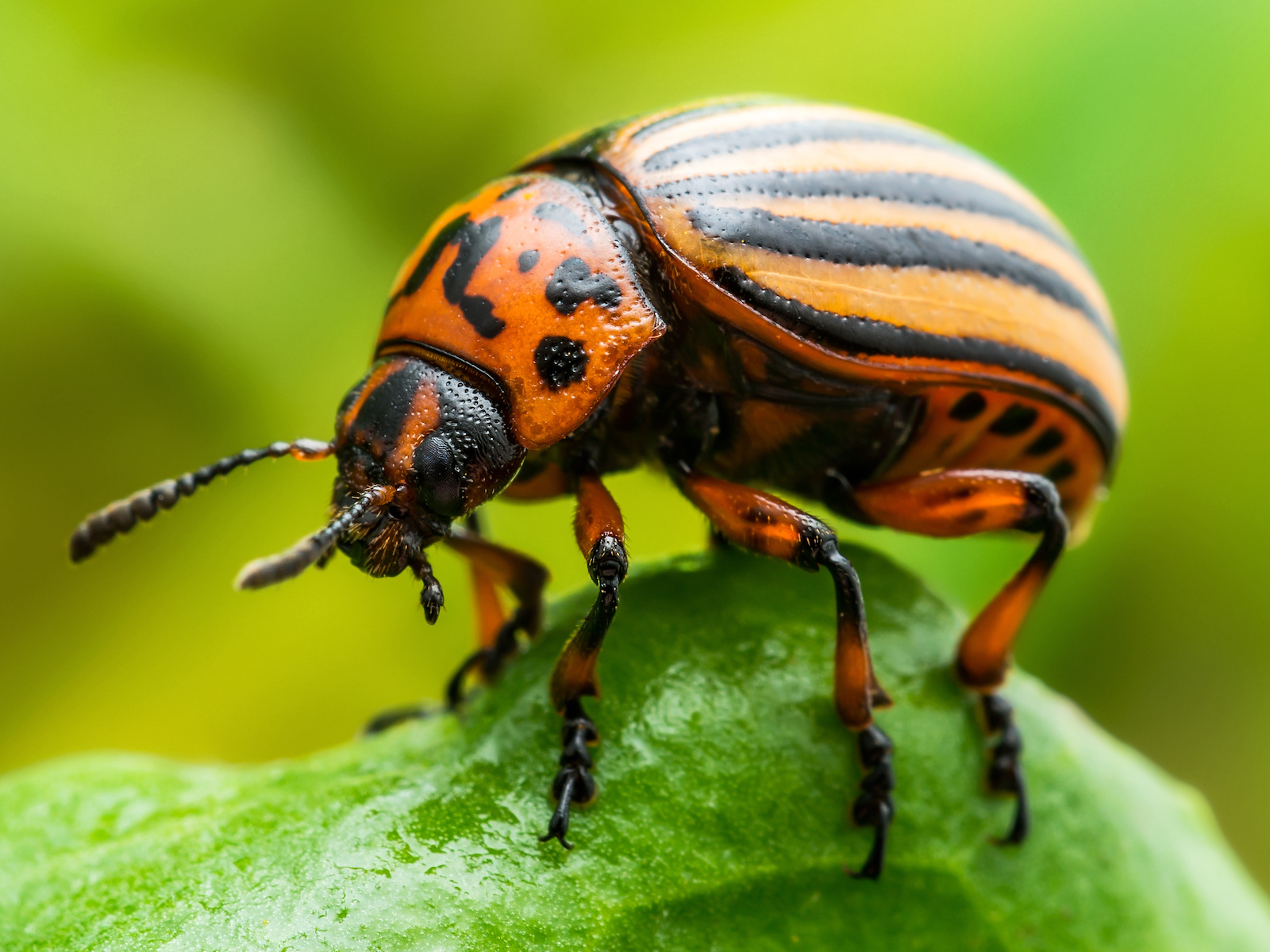 Organic Colorado Potato Beetle Control – Mother Earth News