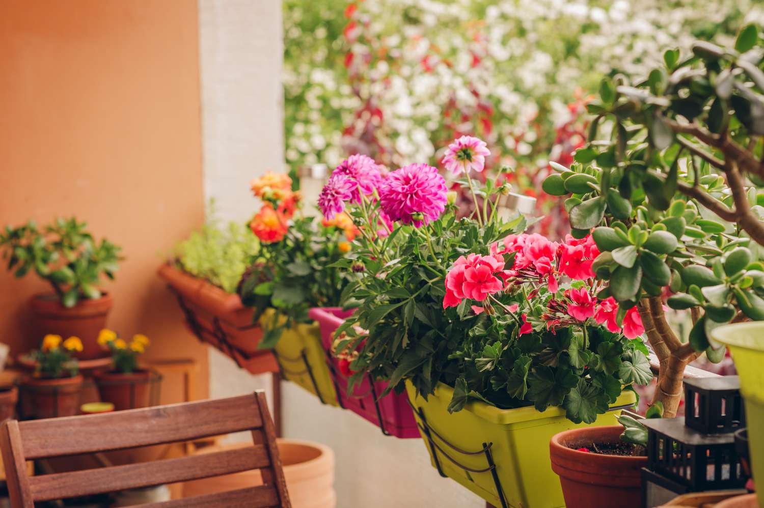 15 Best Balcony Plants