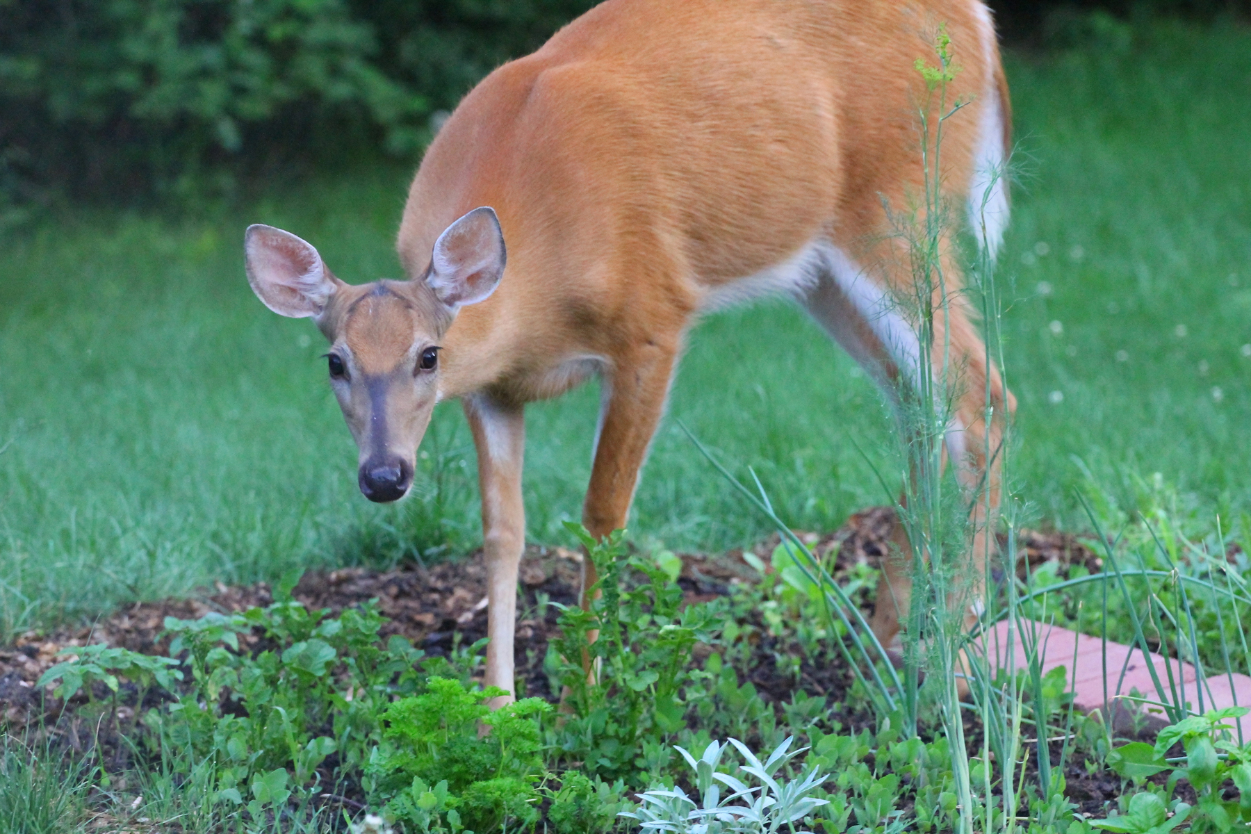 Organic Deer-Proof Garden Ideas and Tips – Mother Earth News