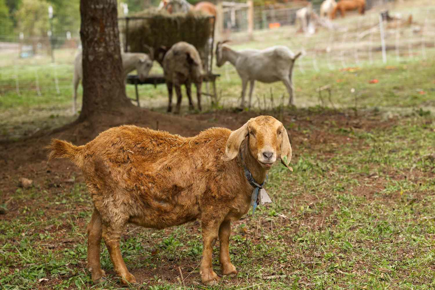 How to Feed and Tend Goats on Small Farms