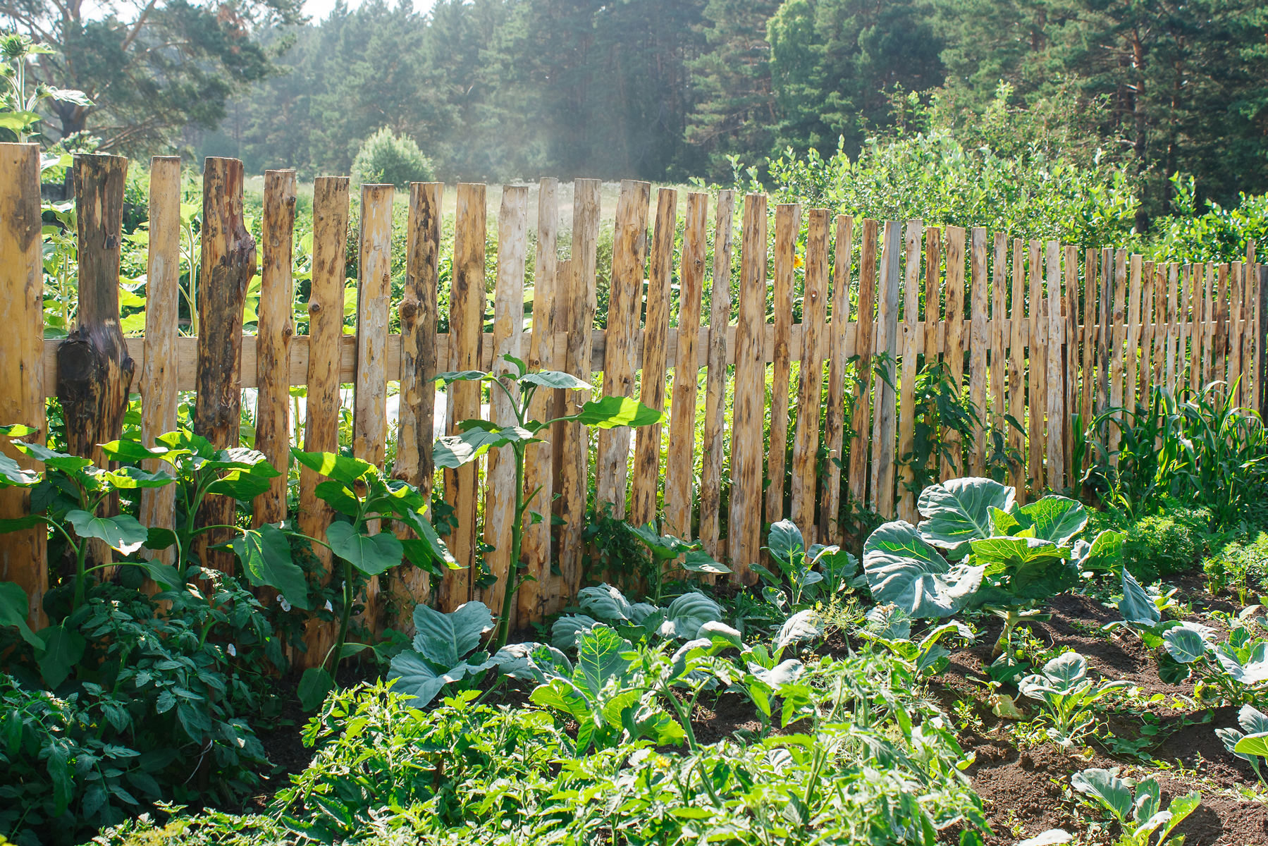 Choose the Best Vegetable Garden Fence – Mother Earth News