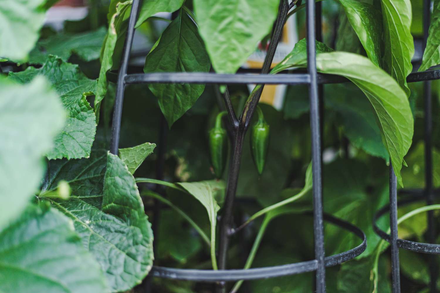 32 Companion Plants to Grow With Your Peppers