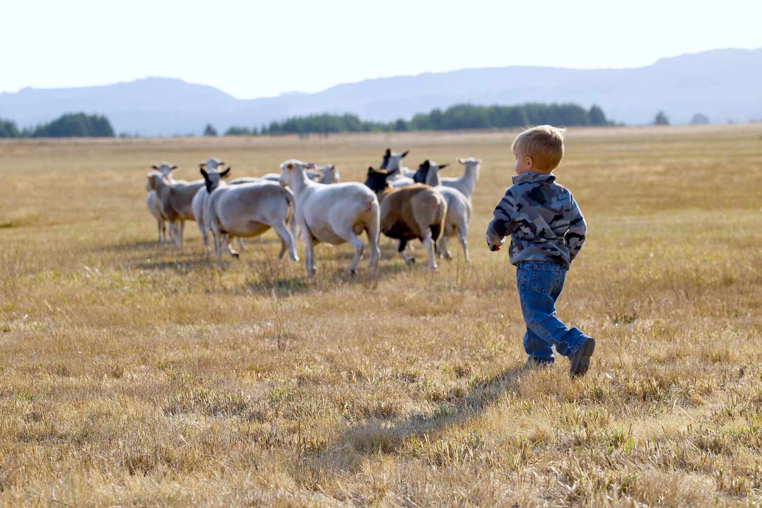 Raising Sheep on a Small Farm