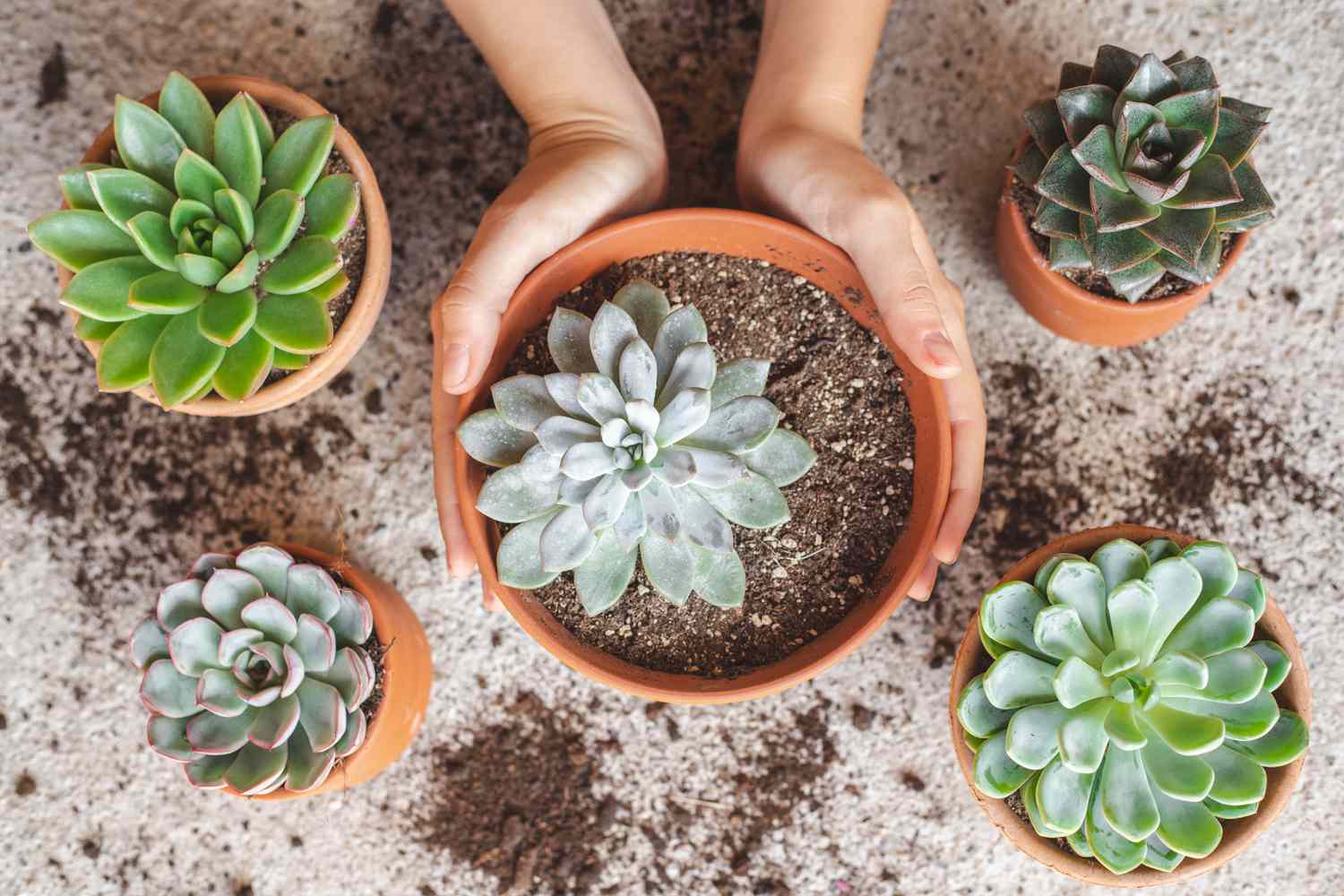 The Best Soil for Succulents: Nutrients, Drainage, and Texture