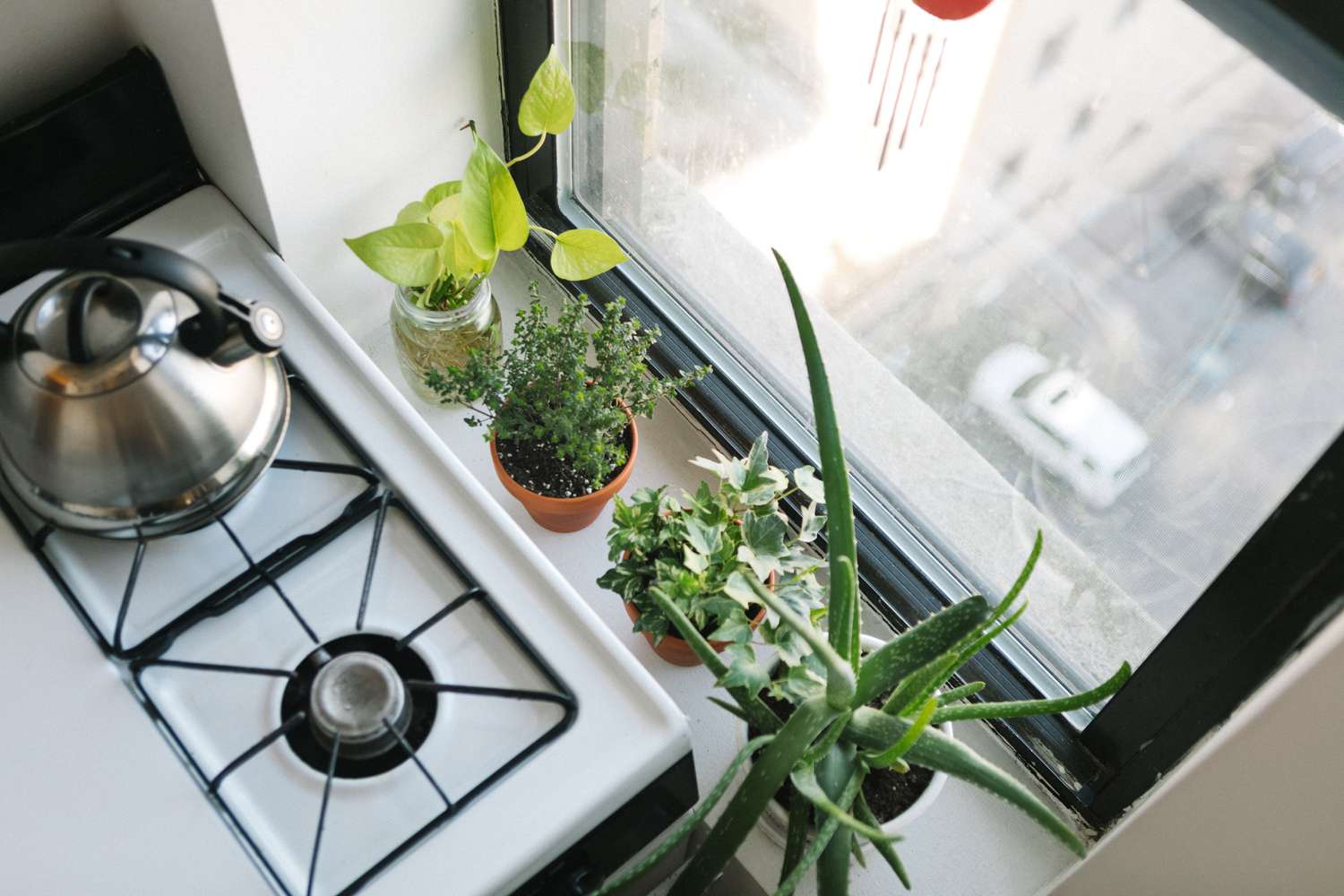 14 Window Plants to Brighten Your Views