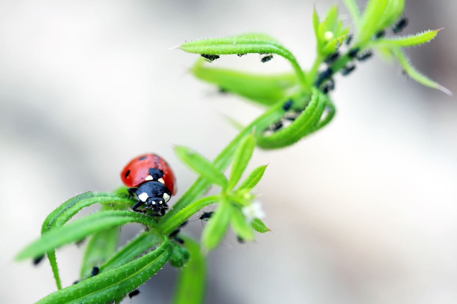 Tracing Food Chains in a Garden Can Lead to Surprising Lessons