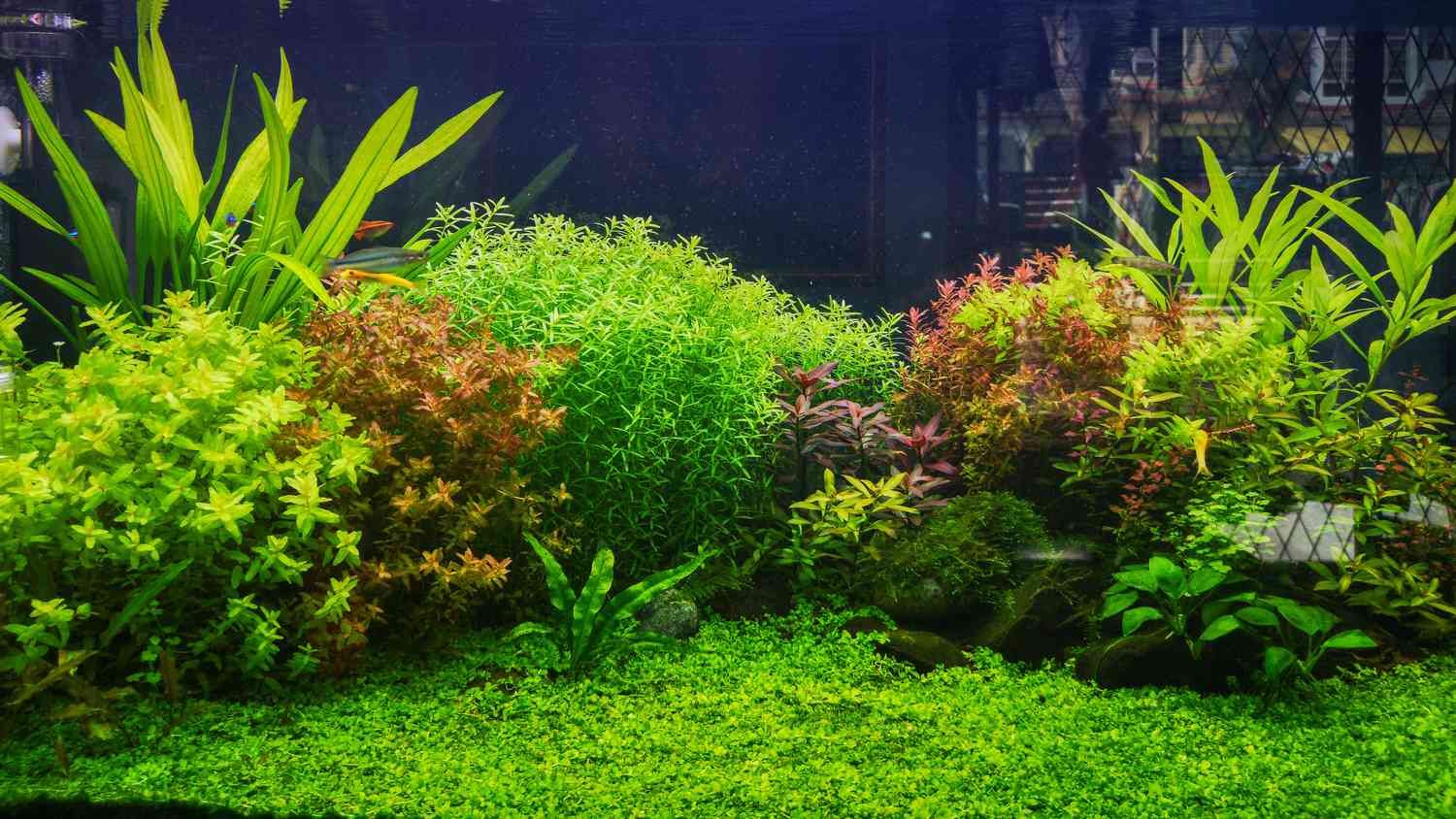 18 Live Aquarium Plants You and Your Fish Will Love