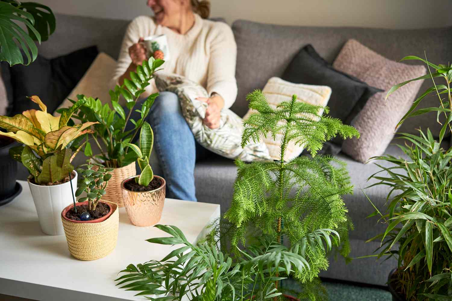 12 Large Indoor Plants to Make a Green Statement