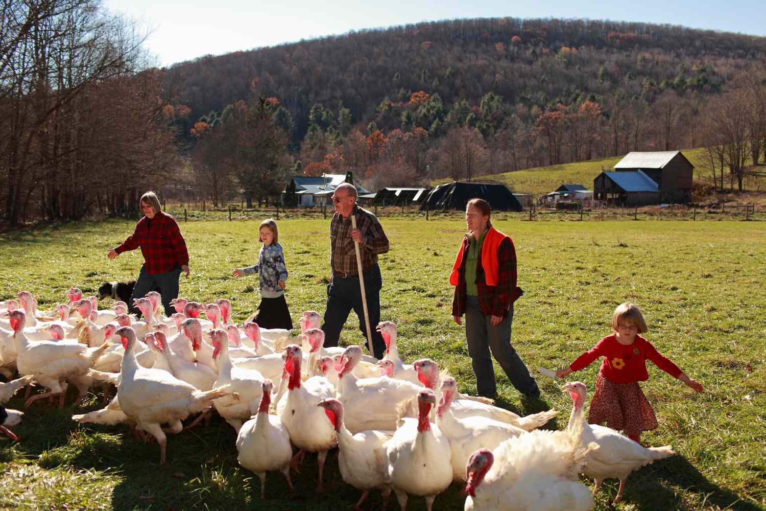 Guide to Choosing and Raising Turkeys