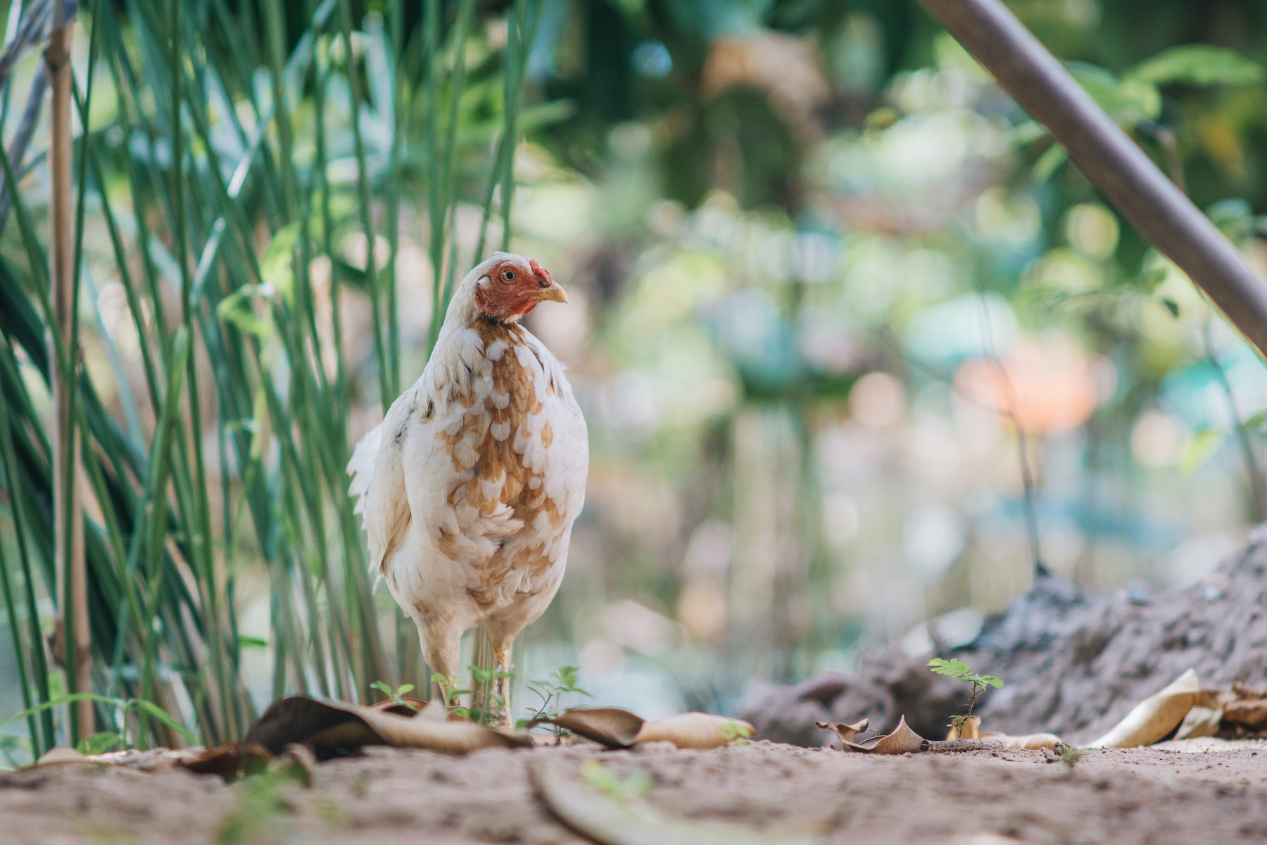 Gardening With Chickens for Fantastic Pest Control – Mother Earth News