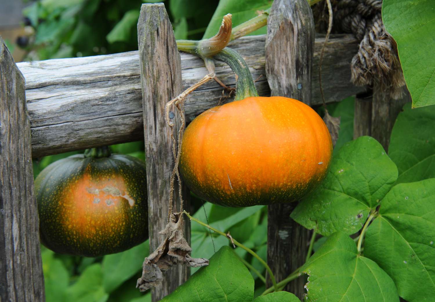 How to Harvest and Store Winter Squash and Pumpkins