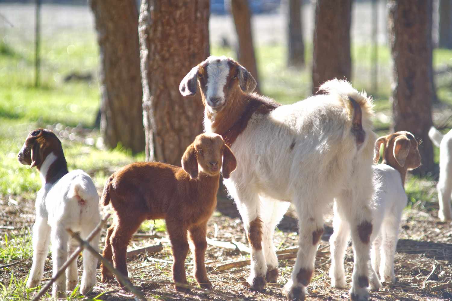 How to Raise and Care for Baby Goats