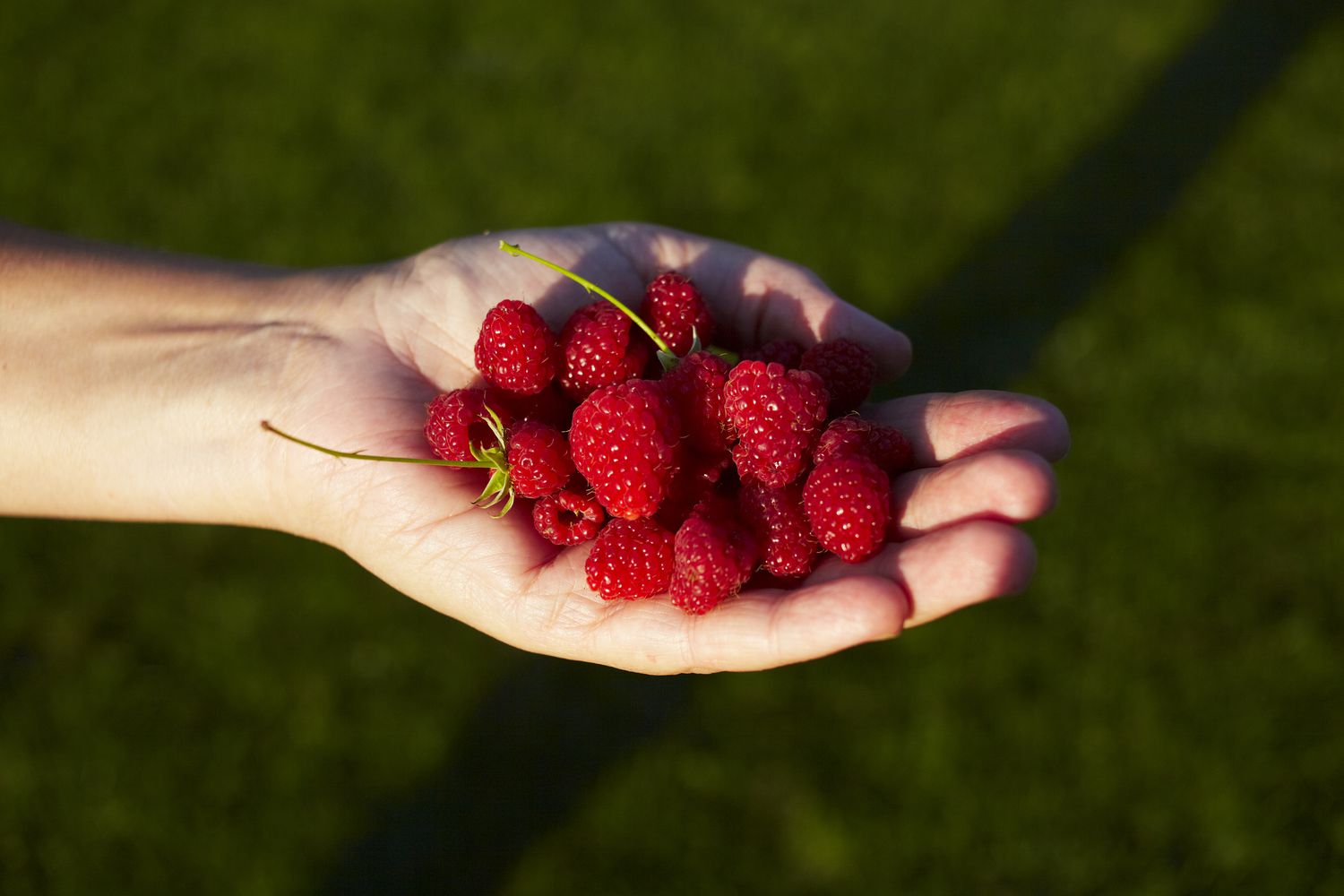 August Jobs in My Forest Garden