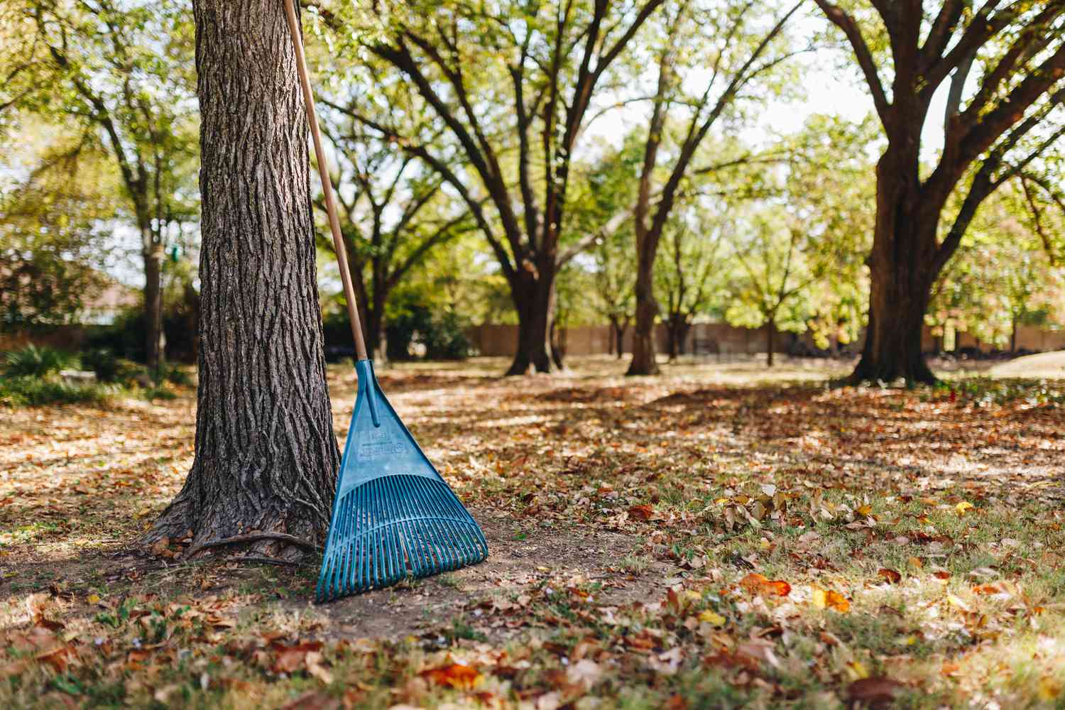 Skip the Rake and Leave Leaves for a Healthy Yard