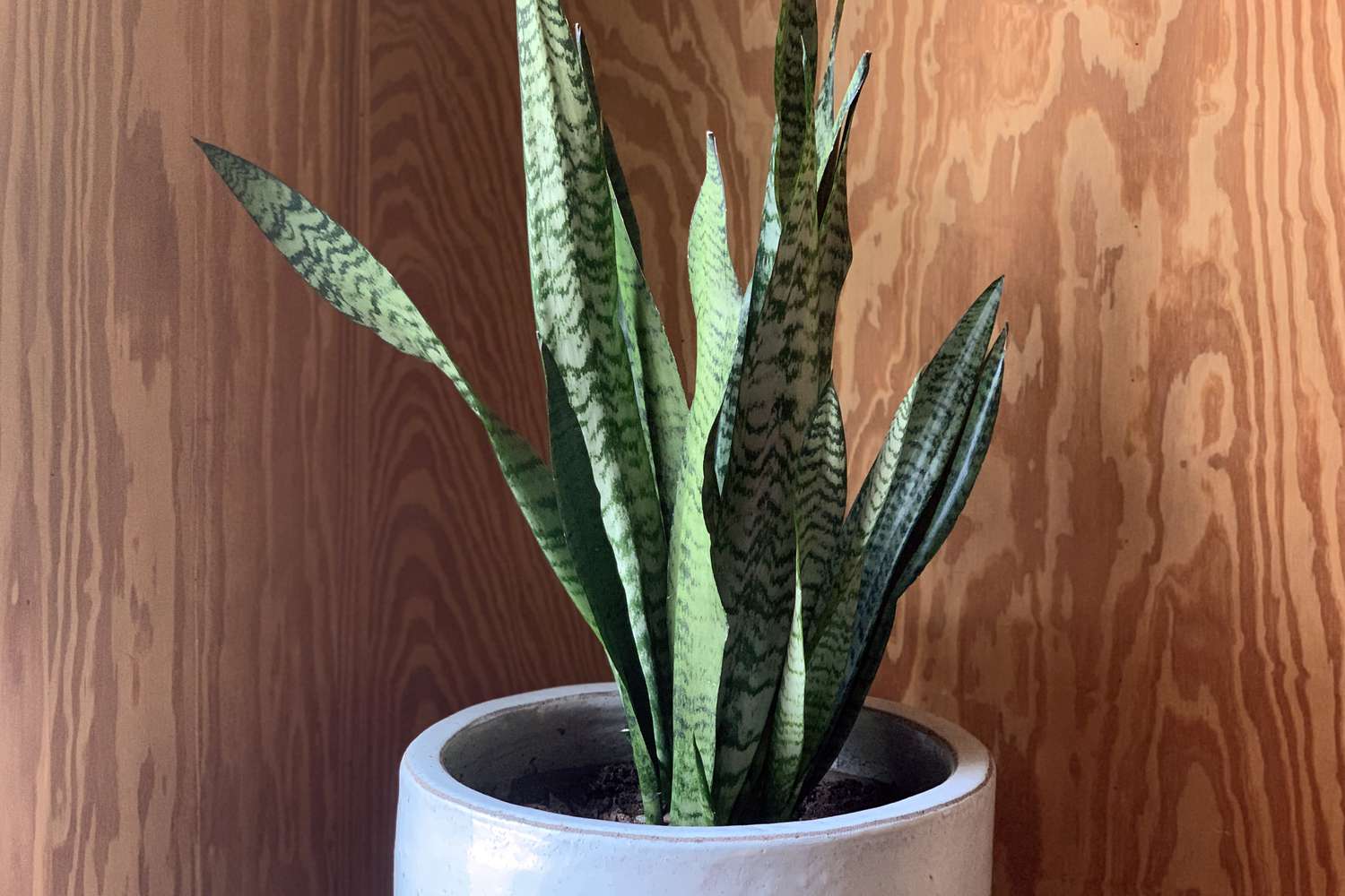 15 Indoor Plants That Can Handle Low Light