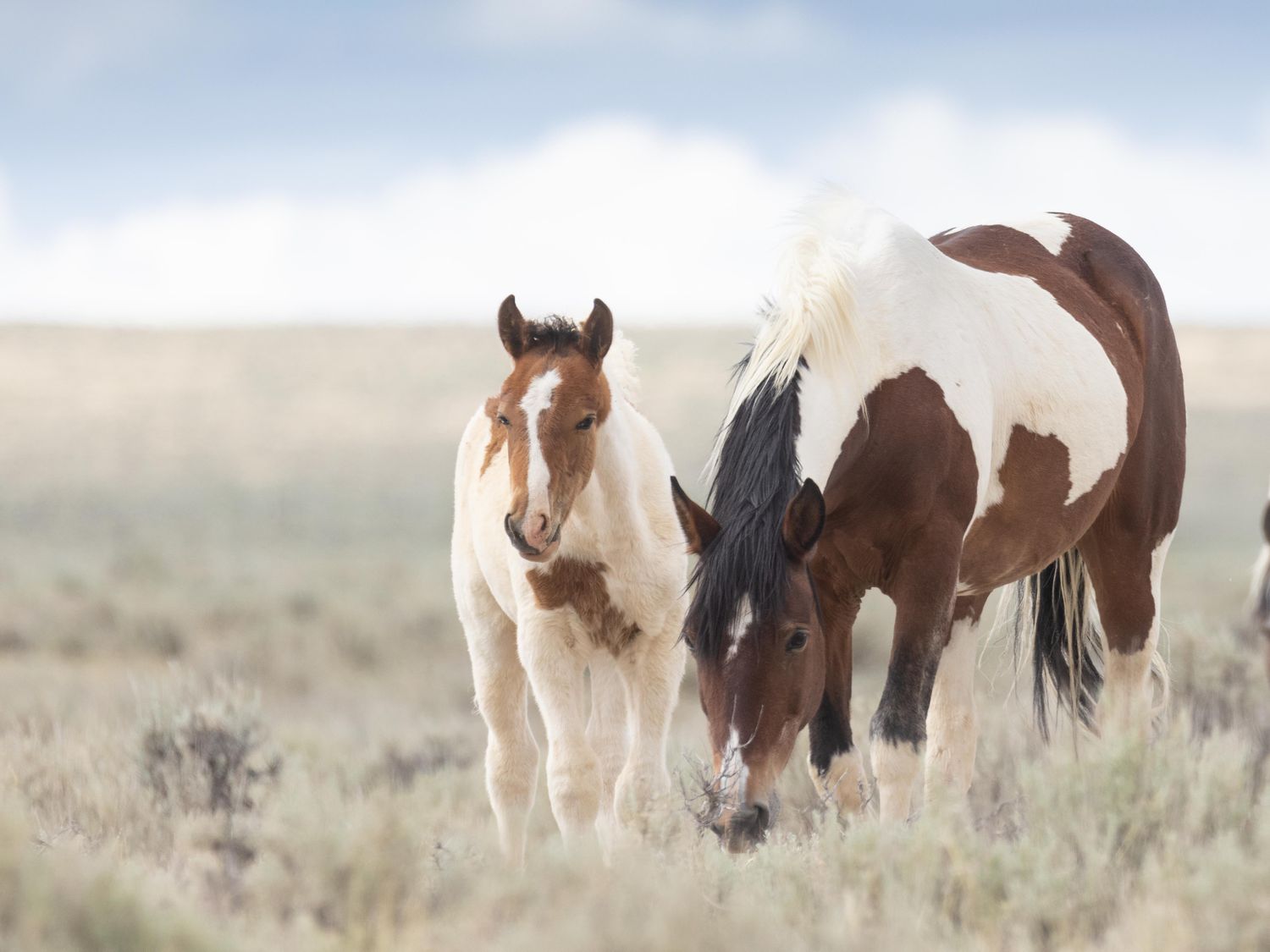 Why Do Horses Need Horseshoes?